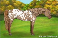 Horse Color:Red Dun Appaloosa