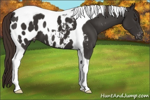 Horse Color:Liver Chestnut Tobiano Appaloosa 