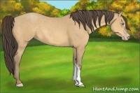 Horse Color:Amber Cream Champagne 