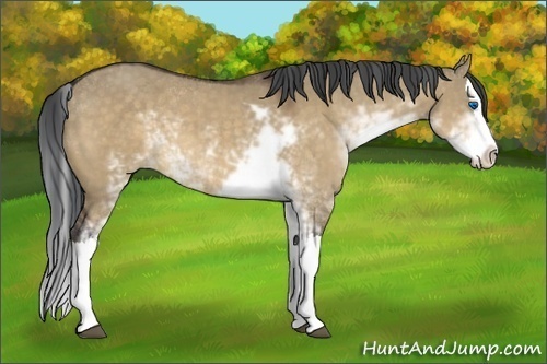 Horse Color:Brown Dun Sabino Splash 