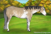Horse Color:Brown Dun Sabino Splash 