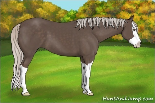 Horse Color:Silver Black Splash 