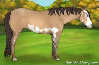 Horse Color:Amber Champagne Splash Frame 