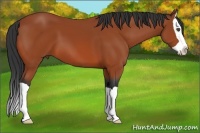 Horse Color:Bay Splash 