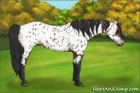 Horse Color:Bay Appaloosa 