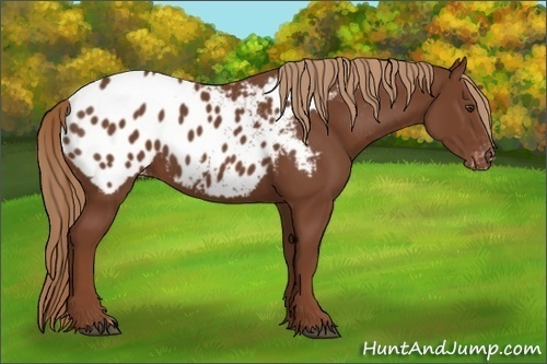 Horse Color:Chestnut Appaloosa