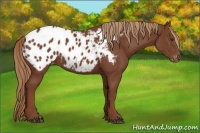 Horse Color:Chestnut Appaloosa