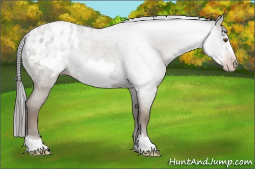 Horse Color:Gray Classic Champagne Roan Dun Frame Appaloosa Rabicano 