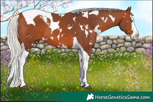 Horse Color:White Spotted Silver Brown Splash Tobiano 