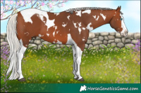 Horse Color:White Spotted Silver Brown Splash Tobiano 