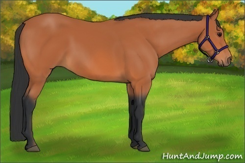 Horse Color:Bay Frame
