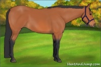 Horse Color:Bay Frame 