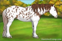 Horse Color:Chestnut Splash Appaloosa 