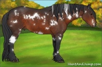 Horse Color:White Spotted Brown 