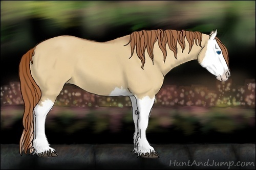 Horse Color:Red Dun Splash 