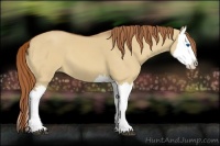 Horse Color:Red Dun Splash