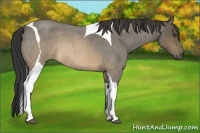 Horse Color:Buckskin Roan Tobiano Rabicano