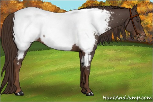Horse Color:Liver Red Roan Appaloosa 
