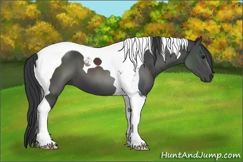 Horse Color:Black Tobiano