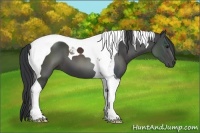 Horse Color:Black Tobiano 