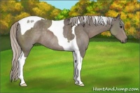 Horse Color:Silver Black Tobiano Rabicano 