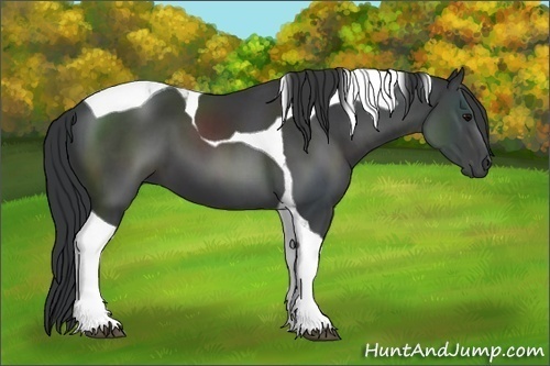 Horse Color:Black Sabino Tobiano 