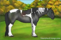 Horse Color:Black Sabino Tobiano 