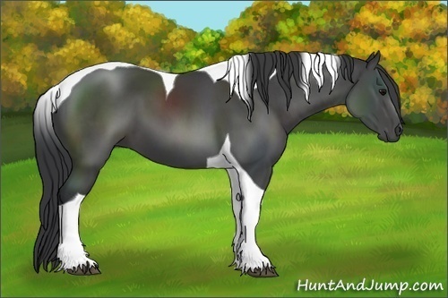 Horse Color:Black Sabino Tobiano