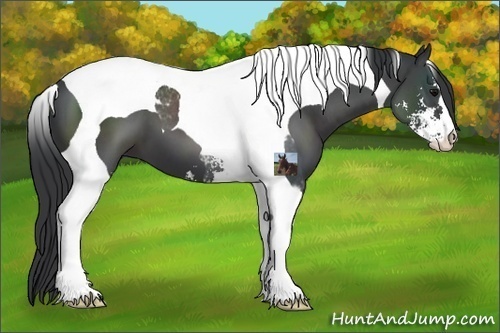 Horse Color:Black Sabino Tobiano 