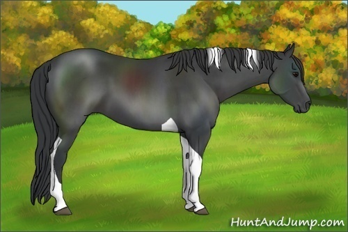 Horse Color:Black Tobiano 