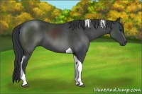 Horse Color:Black Tobiano 