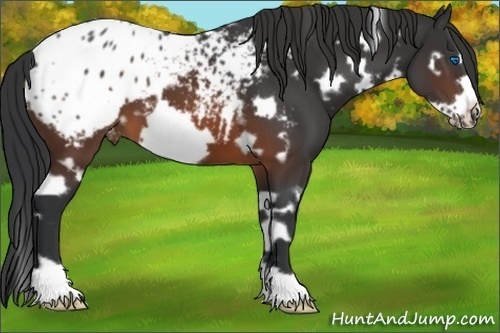 Horse Color:White Spotted Brown Frame Appaloosa 