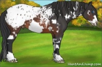 Horse Color:White Spotted Brown Frame Appaloosa