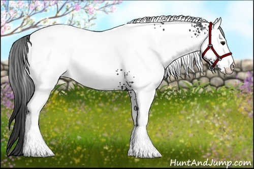 Horse Color:White Spotted Smoky Black