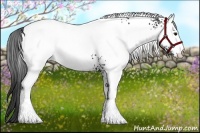 Horse Color:White Spotted Smoky Black