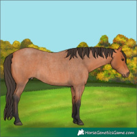 Horse Color:Bay Roan 