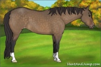 Horse Color:Brown Dun Varnish 