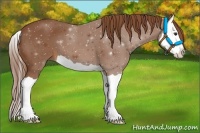 Horse Color:Chestnut Splash 