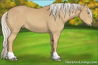 Horse Color:Palomino 