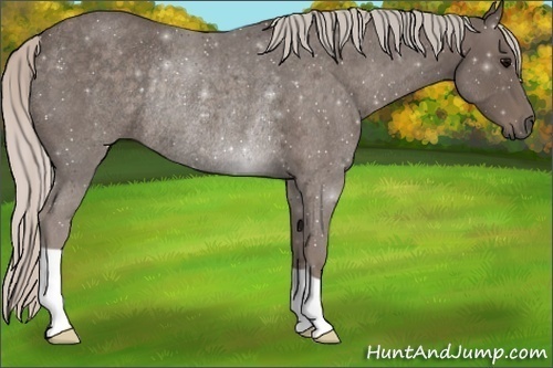 Horse Color:Silver Blue Roan Rabicano 