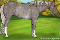 Horse Color:Silver Blue Roan Rabicano 