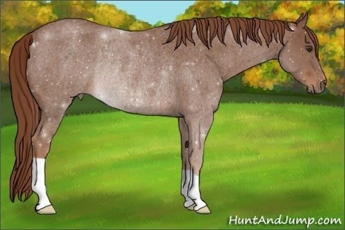 Horse Color:Red Roan Rabicano 