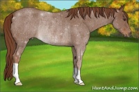 Horse Color:Red Roan Rabicano 