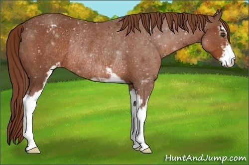 Horse Color:Chestnut Sabino Varnish Rabicano 