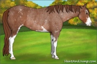 Horse Color:Chestnut Sabino Appaloosa Rabicano