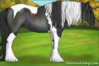 Horse Color:Black Tobiano 