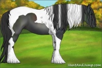 Horse Color:Black Tobiano 