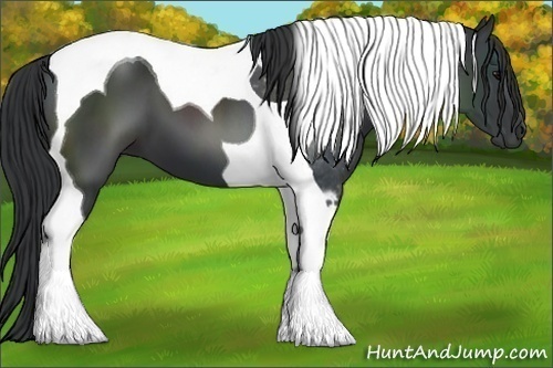 Horse Color:Black Tobiano 