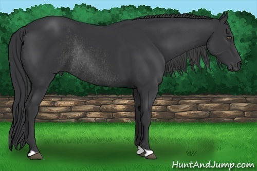Horse Color:Black Rabicano 