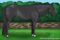 Horse Color:Black Rabicano 